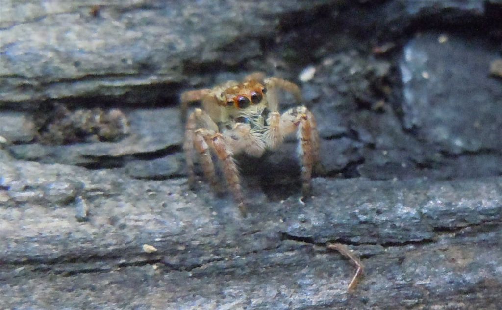 Carrhotus xanthogramma - Cuma (NA)